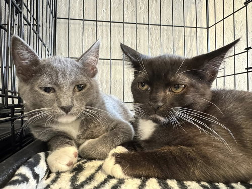 Arial, an adoptable Tuxedo in Walnut Creek, CA