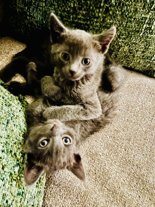 Lainey & Jerry, an adoptable Russian Blue in Walnut Creek, CA
