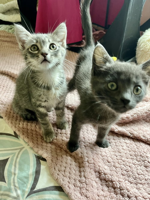 Estelle & Lizzy, an adoptable Russian Blue in Walnut Creek, CA
