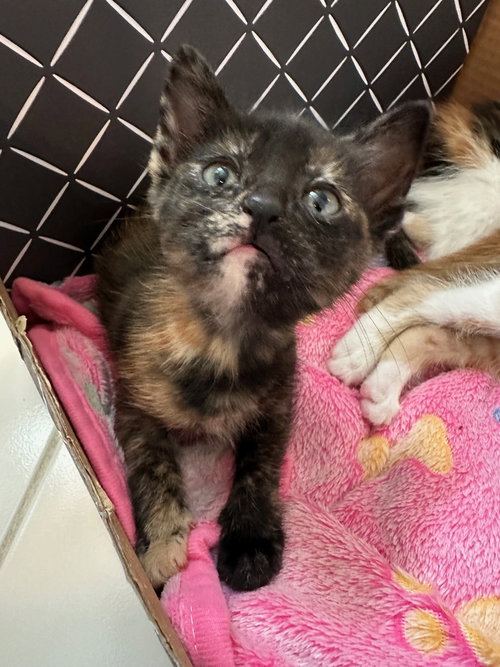Bean, an adoptable Tortoiseshell in Walnut Creek, CA