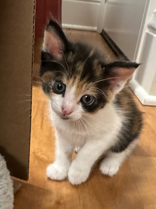 Halle, an adoptable Calico in Walnut Creek, CA