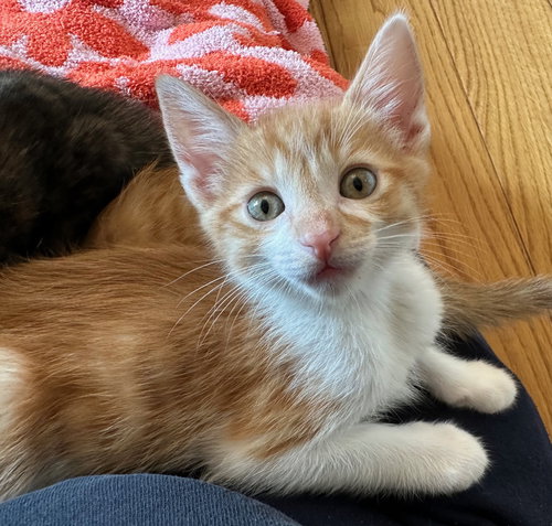 Butternut & Marley, an adoptable Tabby in Walnut Creek, CA