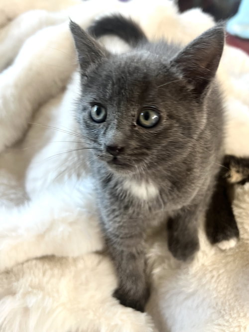 Alex, an adoptable Russian Blue in Walnut Creek, CA