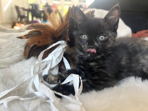 Gravel, an adoptable Tortoiseshell in Walnut Creek, CA