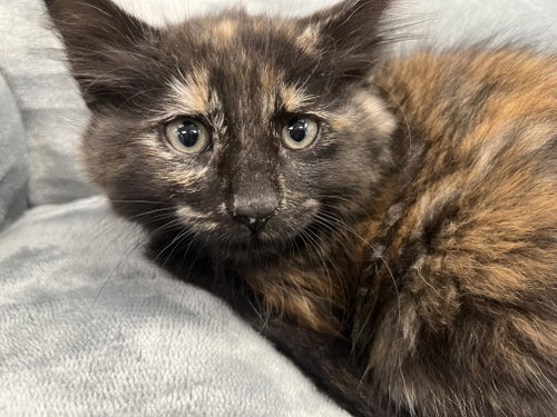 Junebug, Baby Domestic Medium Hair / Tortoiseshell / Mixed (medium coat), cat for adoption in San Rafael, California