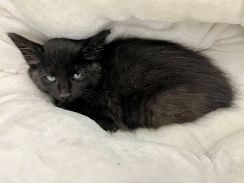 Maverick, Baby Domestic Medium Hair / Mixed (medium coat), cat for adoption in San Rafael, California