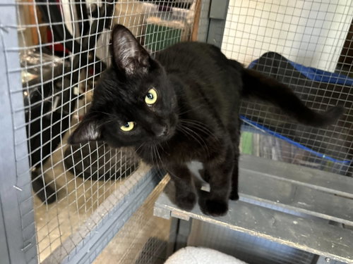Magnus, an adoptable Bombay in Walnut Creek, CA
