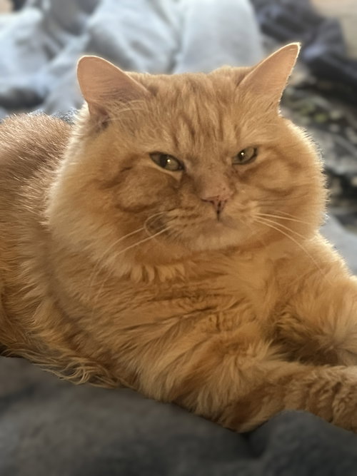 Teddy, Senior Maine Coon / Domestic Long Hair / Mixed, cat for adoption in San Rafael, California