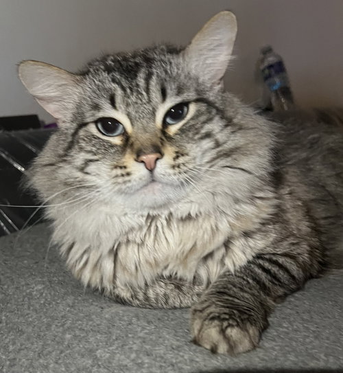 Milo, an adoptable Maine Coon in Walnut Creek, CA