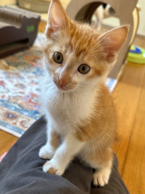 Archie & Sam, an adoptable Tabby in Walnut Creek, CA