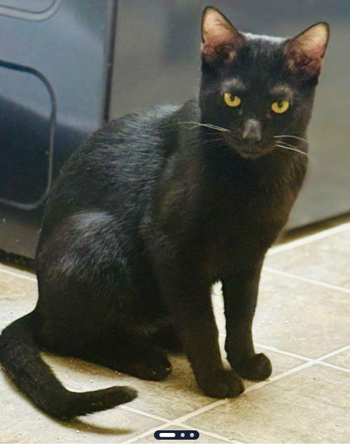 Raven (& Donny), an adoptable Domestic Short Hair in Walnut Creek, CA