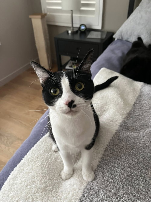Stella, an adoptable Tuxedo in Walnut Creek, CA