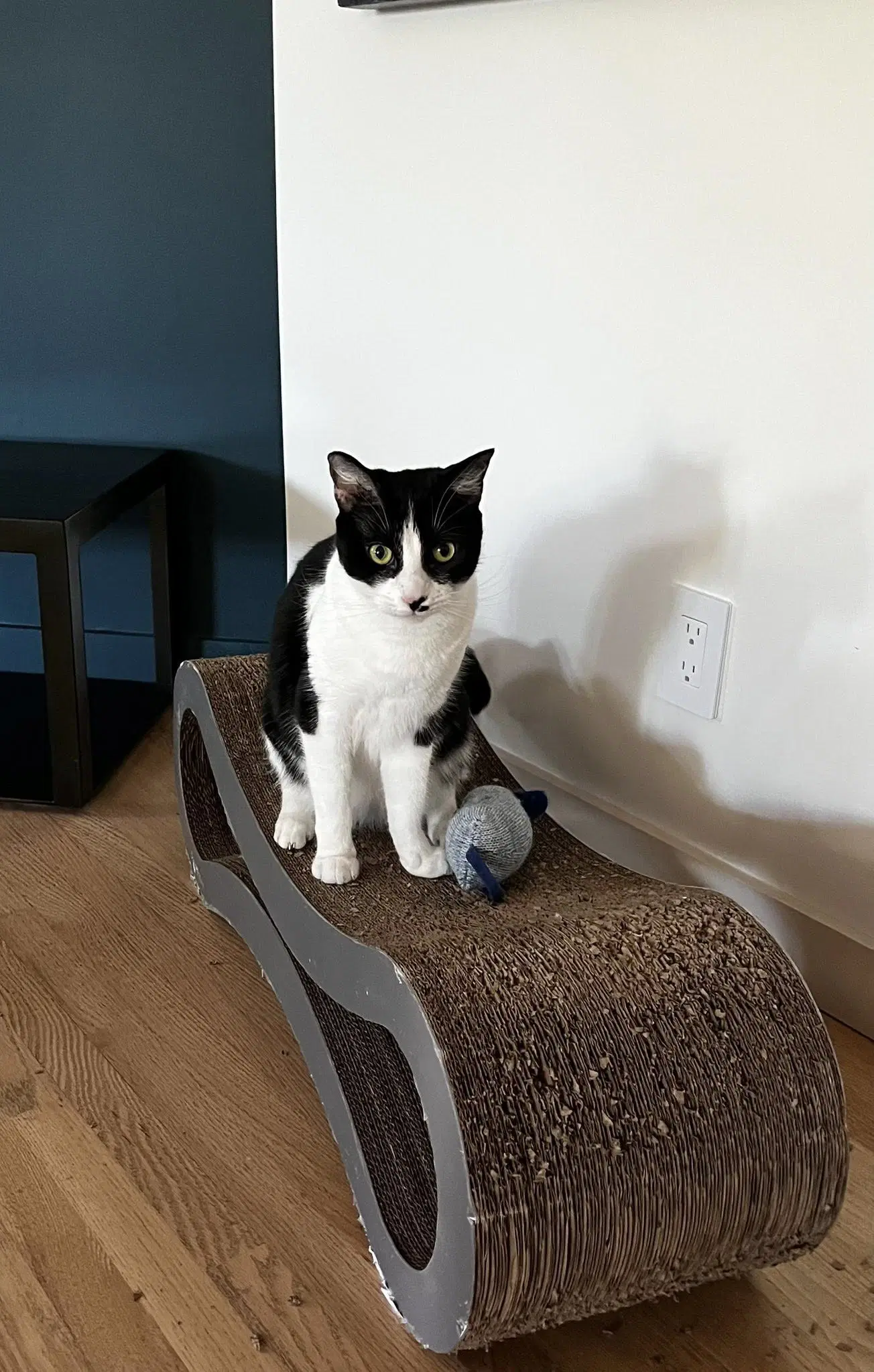 Stella image 4