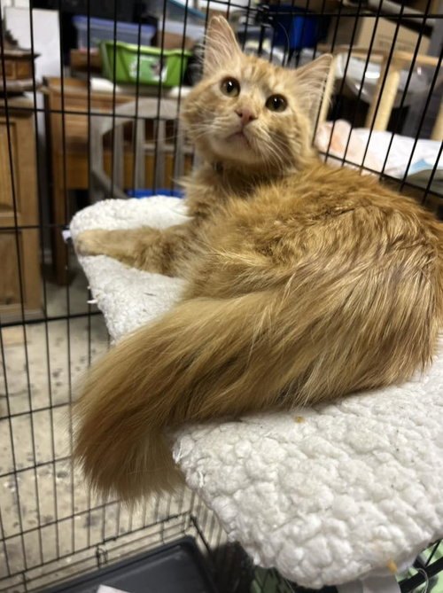 Mr. Orange, an adoptable Tabby in Walnut Creek, CA