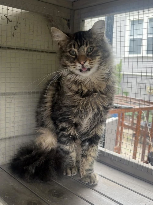 Babka, an adoptable Tabby in Walnut Creek, CA