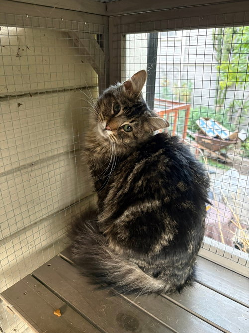Babka, Baby Tabby / Domestic Medium Hair (medium coat), cat for adoption in San Bruno, California