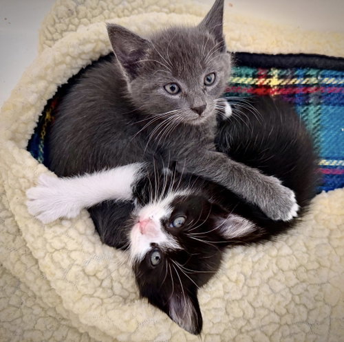Oscar (& Charli), an adoptable Russian Blue in Walnut Creek, CA