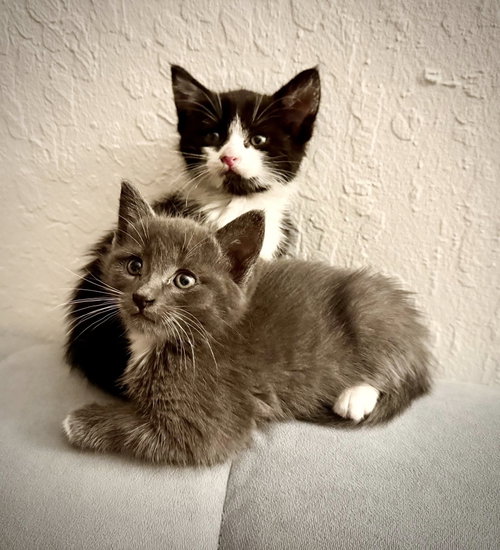 Charli (& Oscar), Baby Tuxedo / Domestic Medium Hair (medium coat), cat for adoption in San Rafael, California