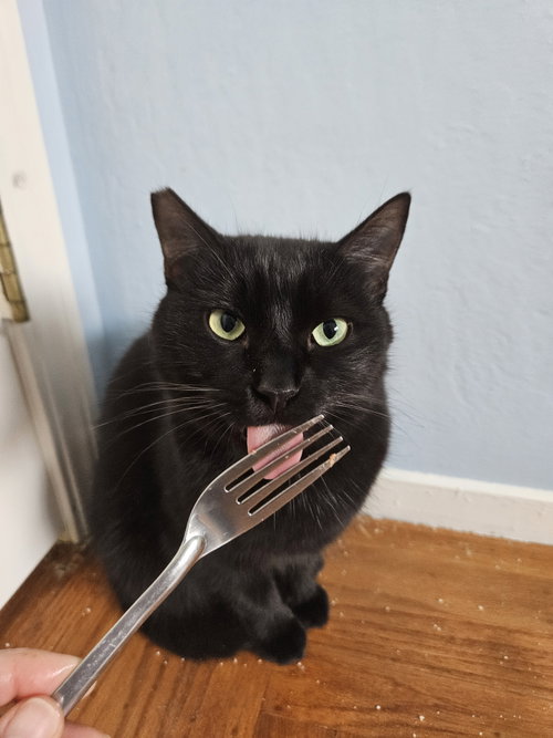 Moon, Young Domestic Short Hair (short coat), cat for adoption in San Rafael, California