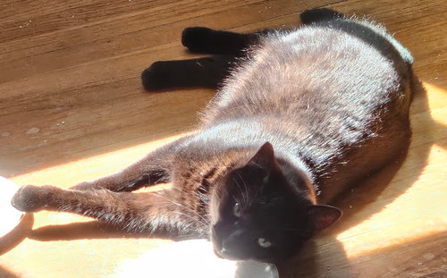 Photo 2 of Moon (bonded with Nod)