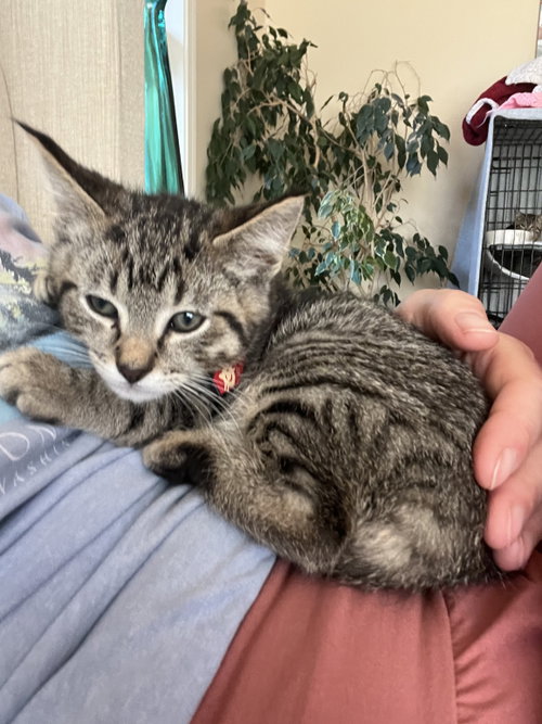 Whiskey & Miller, Baby Tabby / Domestic Short Hair / Mixed (short coat), cat for adoption in San Rafael, California