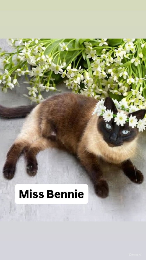 Miss Bennie at Martinez Pet Food Express  May 30th, Adult Siamese (medium coat), cat for adoption in San Rafael, California