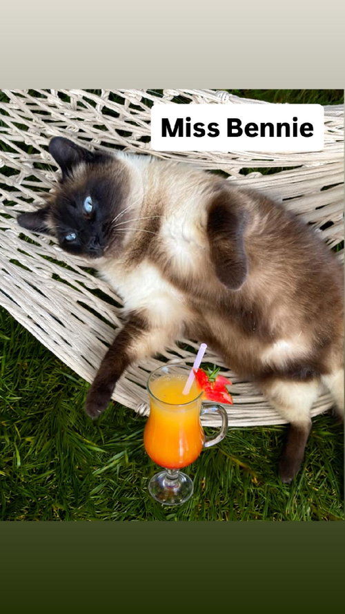 Miss Bennie at Martinez Pet Food Express  June 27, Adult Siamese (medium coat), cat for adoption in Vallejo, California