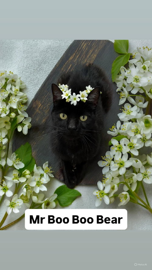 Mr Boo Boo Bear at Martinez Pet Food Express 5/30, Adult Domestic Short Hair (short coat), cat for adoption in San Rafael, California