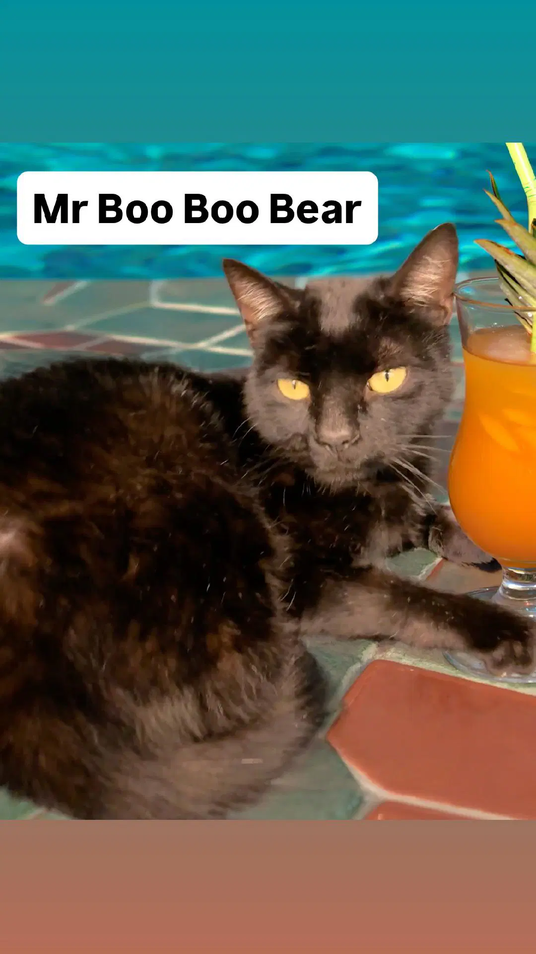 Mr Boo Boo Bear At Martinez Pet Food Express - Domestic Short Hair