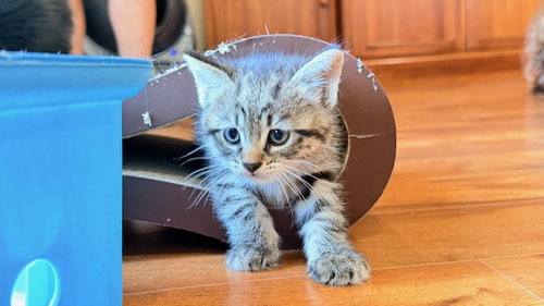 Theo,Leo and  Milo, Baby Tabby / Domestic Short Hair / Mixed (short coat), cat for adoption in San Rafael, California