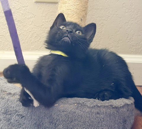 Leo