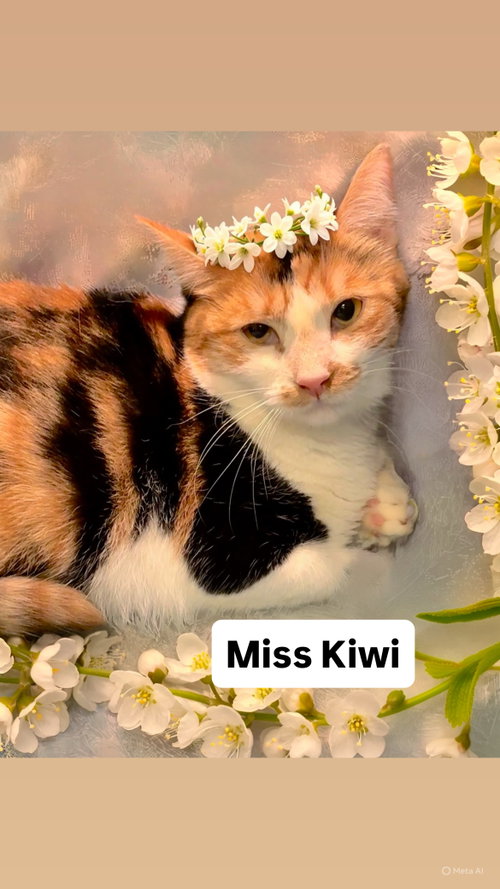Miss Kiwi at Martinez Pet Food Express May 30th, Adult Calico (short coat), cat for adoption in San Rafael, California