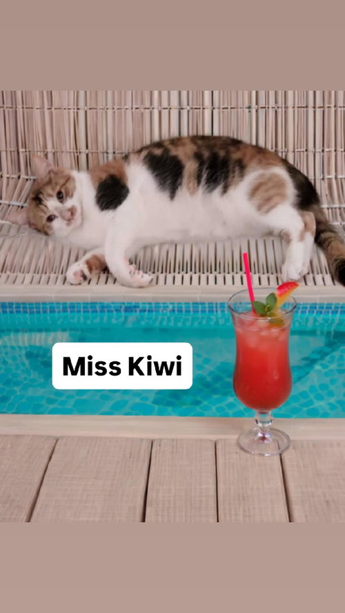 Miss Kiwi at Martinez Pet Food Express June 27th, Adult Calico (short coat), cat for adoption in Vallejo, California