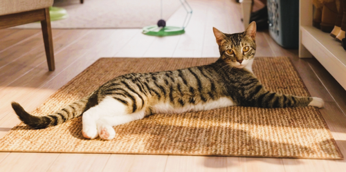 Bandit, Baby Tabby (short coat), cat for adoption in San Rafael, California