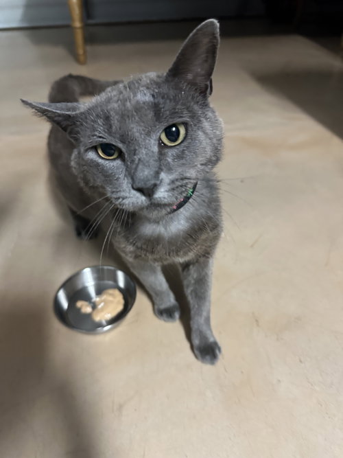 Phoenix, Adult Domestic Short Hair / Russian Blue (short coat), cat for adoption in San Rafael, California