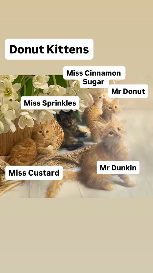 Mr and Miss Donut Kittens at Martinez PFE 5/30, Baby Domestic Medium Hair (medium coat), cat for adoption in San Rafael, California