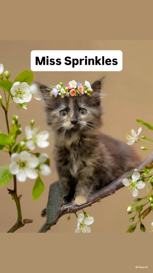 Miss Sprinkles Kitten at Martinez PFE June 13th, Baby Domestic Medium Hair (medium coat), cat for adoption in San Bruno, California