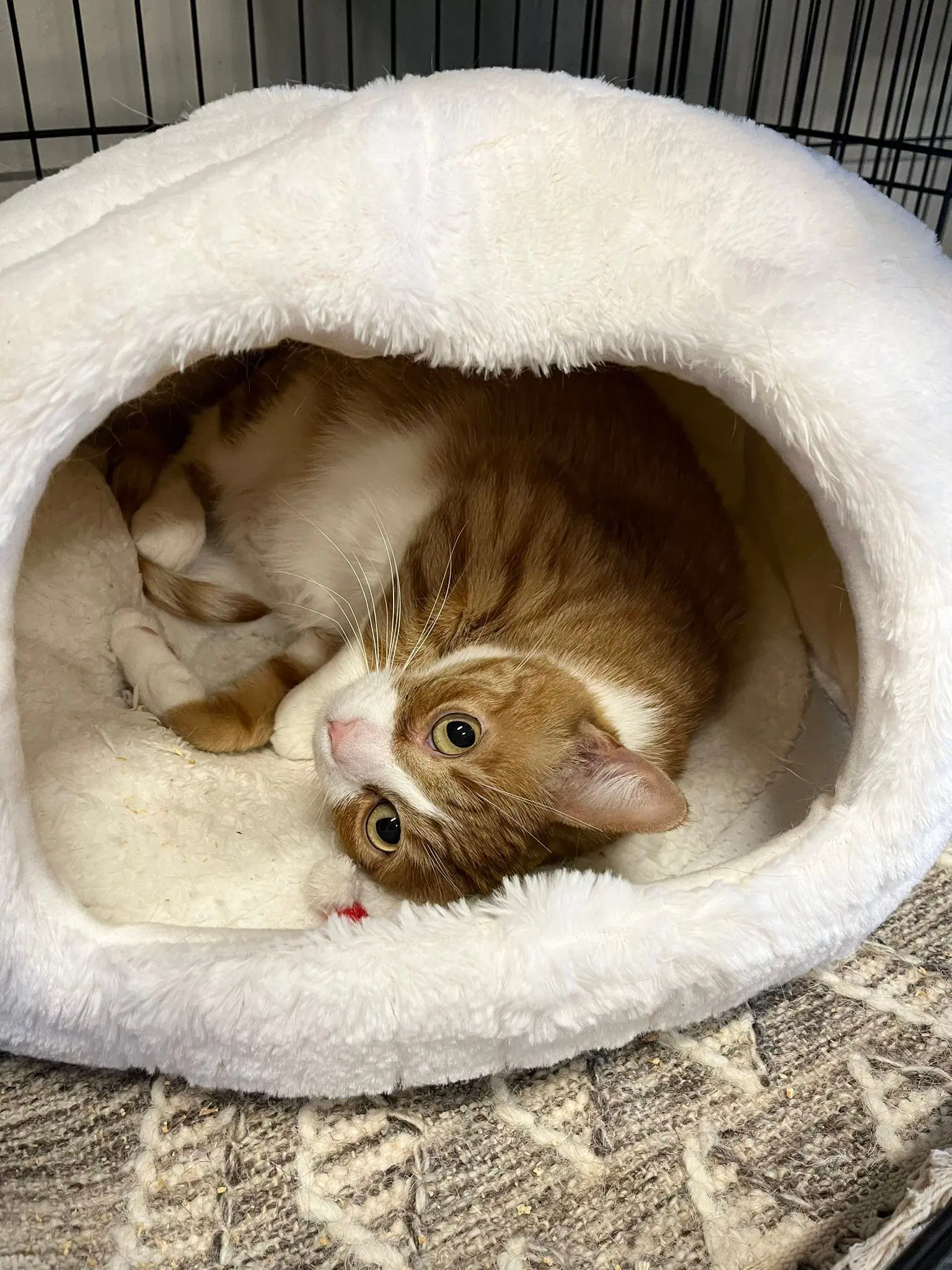 Raylin - Tabby