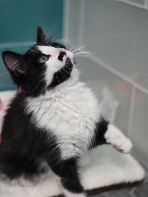 Doppler, Kepler, and Corioliss, a cat for adoption from Community Concern for Cats