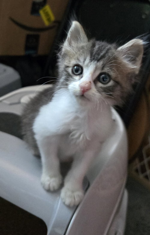 Trixie and Tucker, Baby Tabby / Domestic Medium Hair / Mixed (short coat), cat for adoption in San Bruno, California