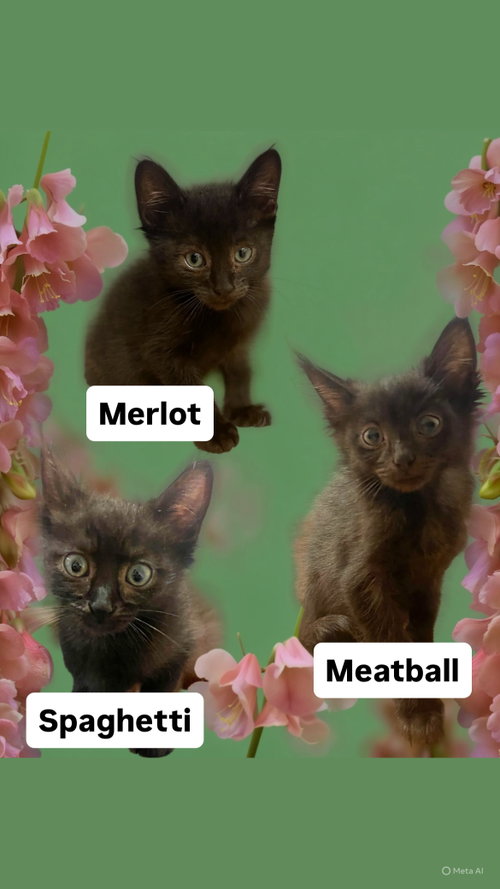 Miss Merlot, Mr Meatball and Mr Spaghetti Martinez