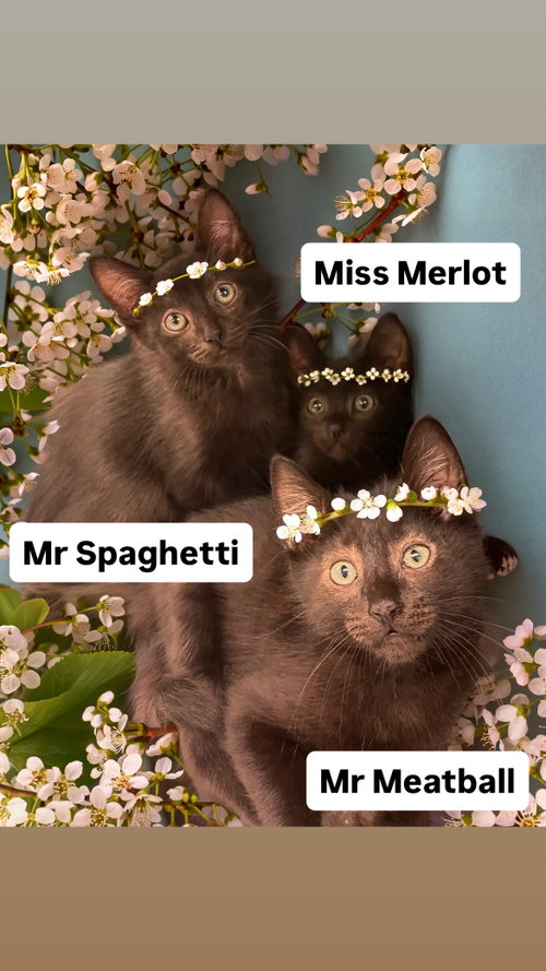Mr Spaghetti Mr Meatball Miss Merlot Martinez 6/13, Baby Domestic Medium Hair (medium coat), cat for adoption in San Bruno, California