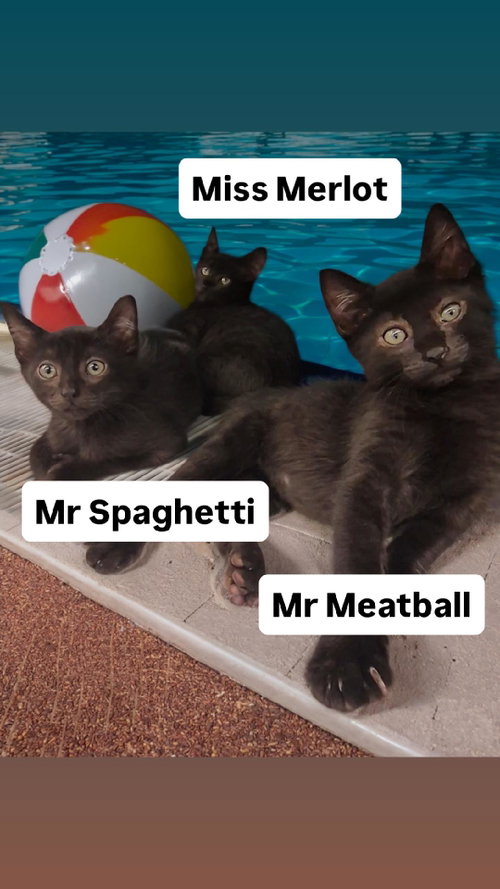 Mr Spaghetti Mr Meatball Miss Merlot Martinez 6/27, Baby Domestic Medium Hair (medium coat), cat for adoption in Vallejo, California
