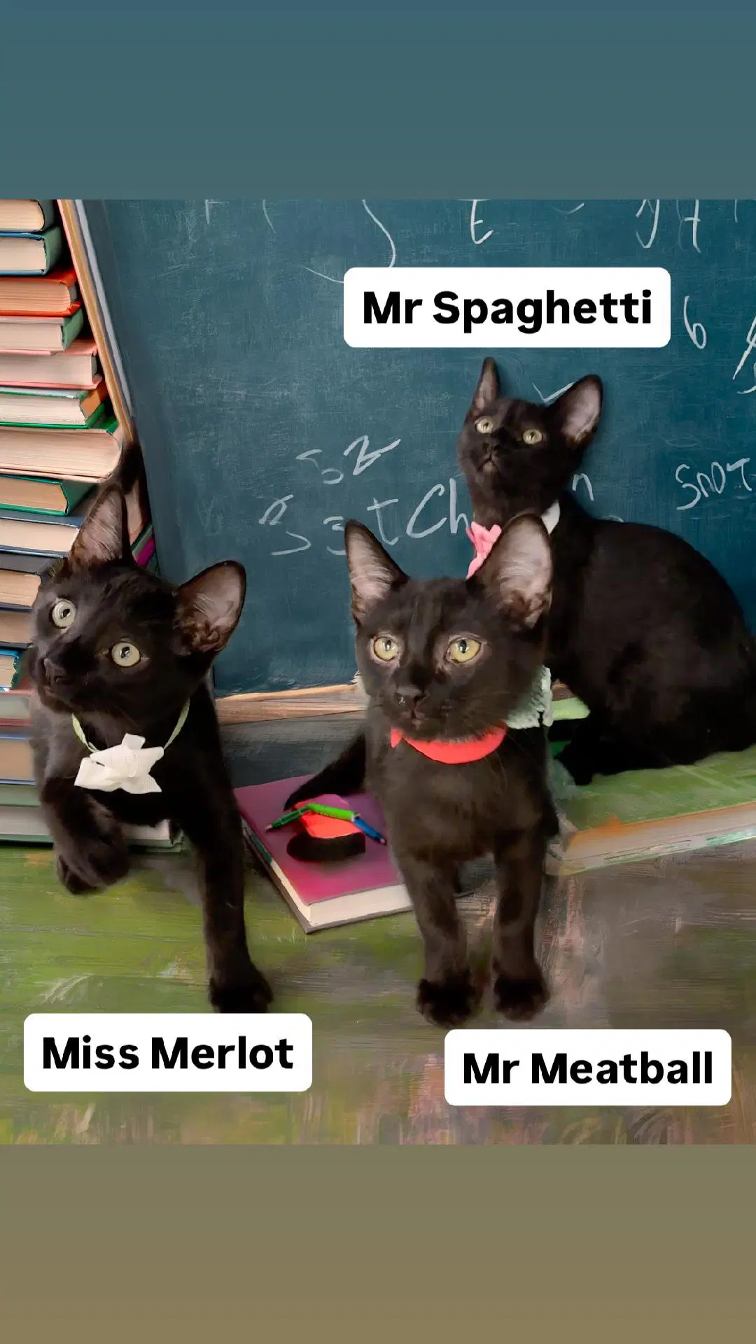 Mr Spaghetti Mr Meatball Miss Merlot Martinez - Domestic Medium Hair
