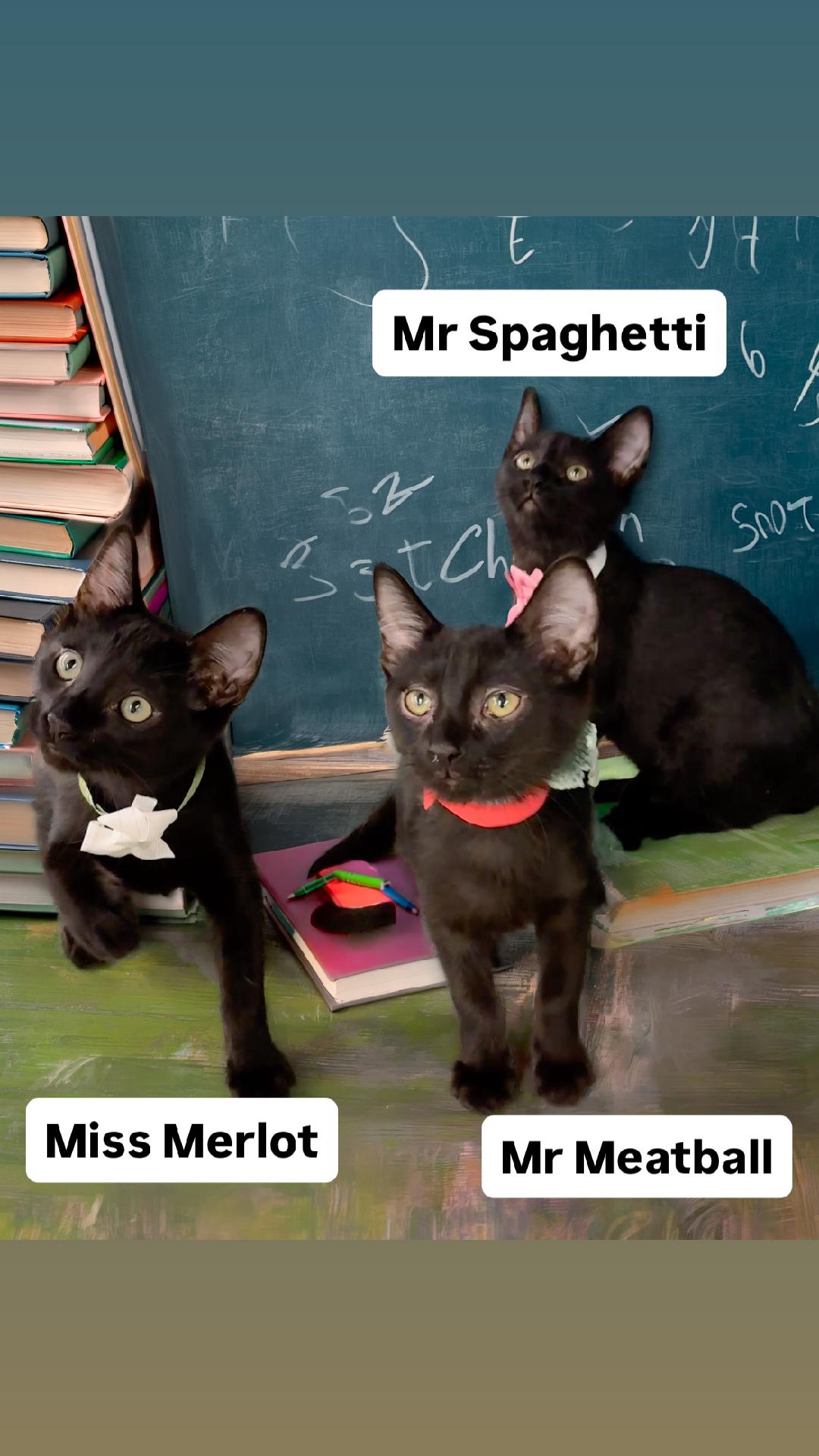 Mr Spaghetti Mr Meatball Miss Merlot Martinez