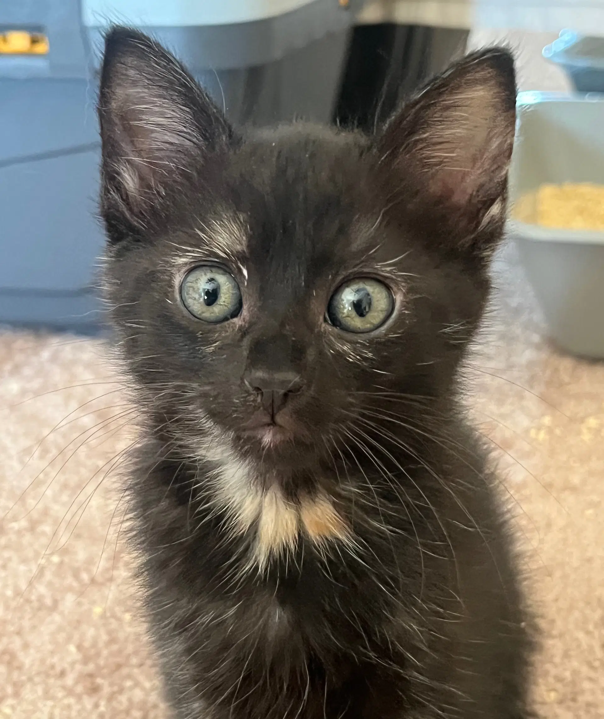 Twist - Tortoiseshell