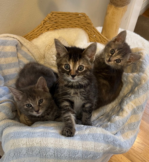 Matcha, Baby Tortoiseshell (medium coat), cat for adoption in Livermore, California