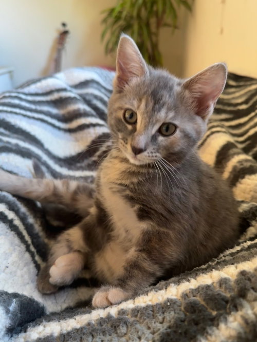 Matcha, an adoptable Tortoiseshell in Walnut Creek, CA