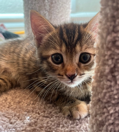 Penny