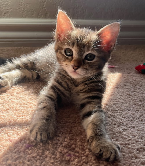Photo 2 of Penny